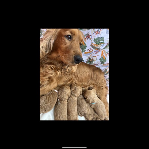 Cockapoo - Both