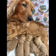 Cockapoo - Both