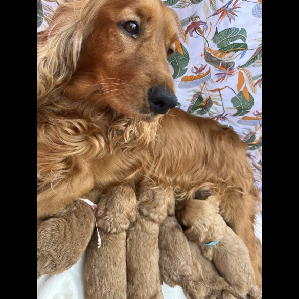 Cockapoo - Both