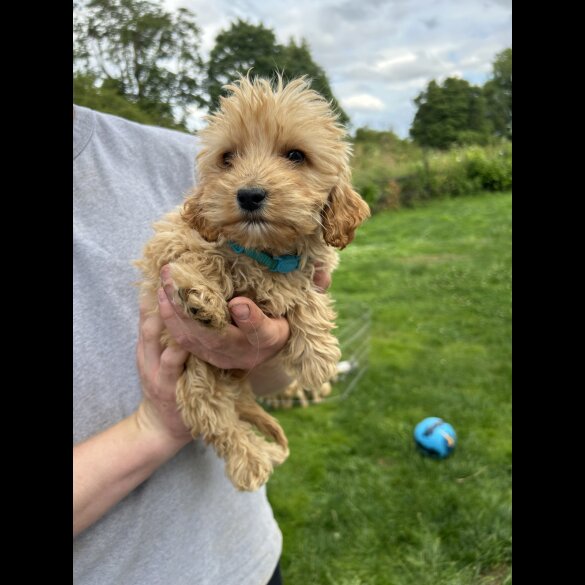 Cockapoo - Both