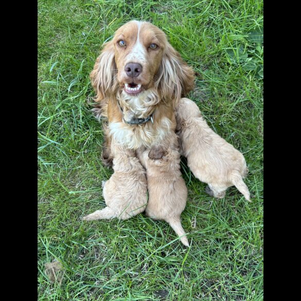 Cockapoo - Both