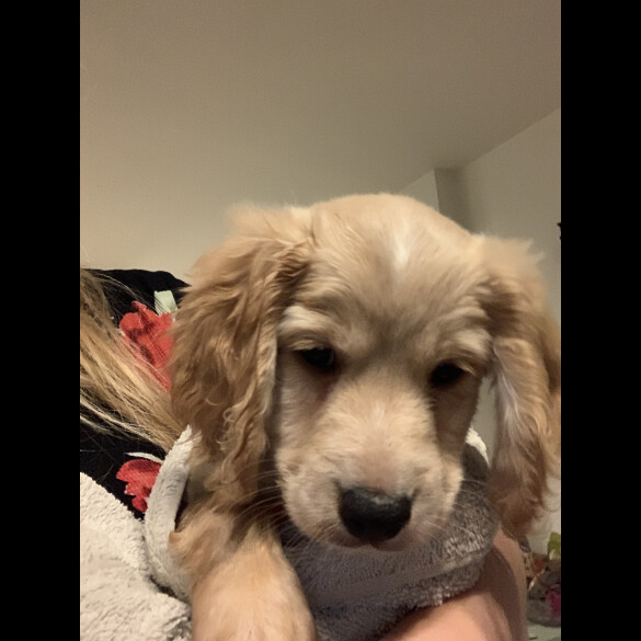 Cockapoo - Both
