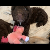 Cockapoo - Both