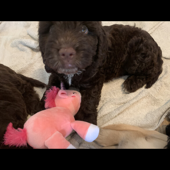 Cockapoo - Both