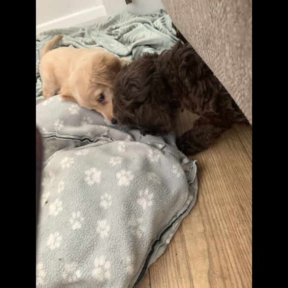 Cockapoo - Both