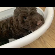 Cockapoo - Both