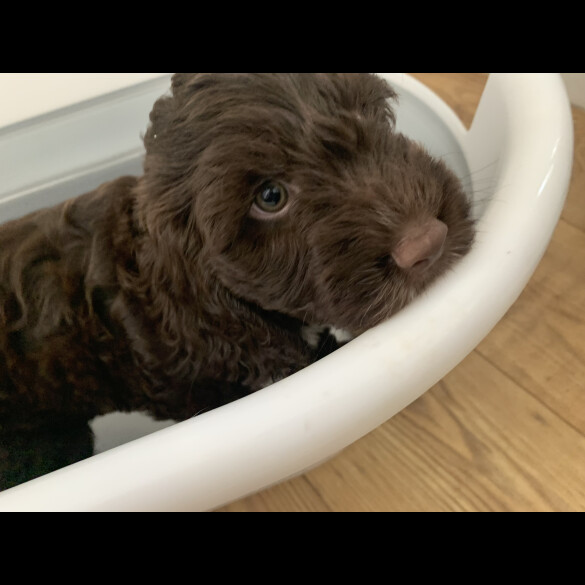 Cockapoo - Both