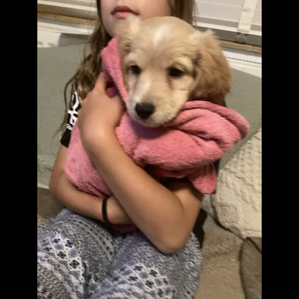 Cockapoo - Both