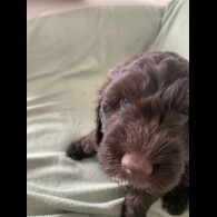 Cockapoo - Both