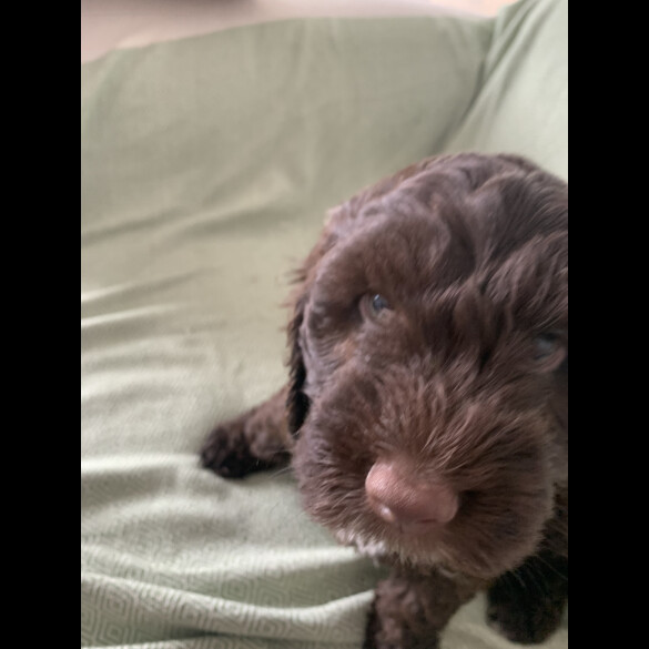 Cockapoo - Both
