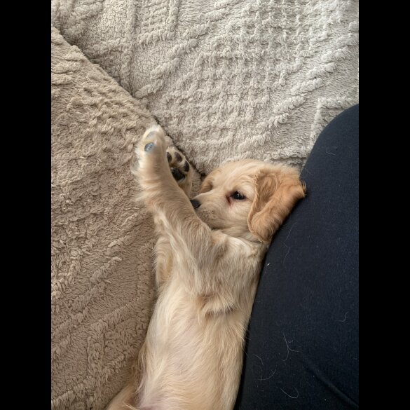 Cockapoo - Both