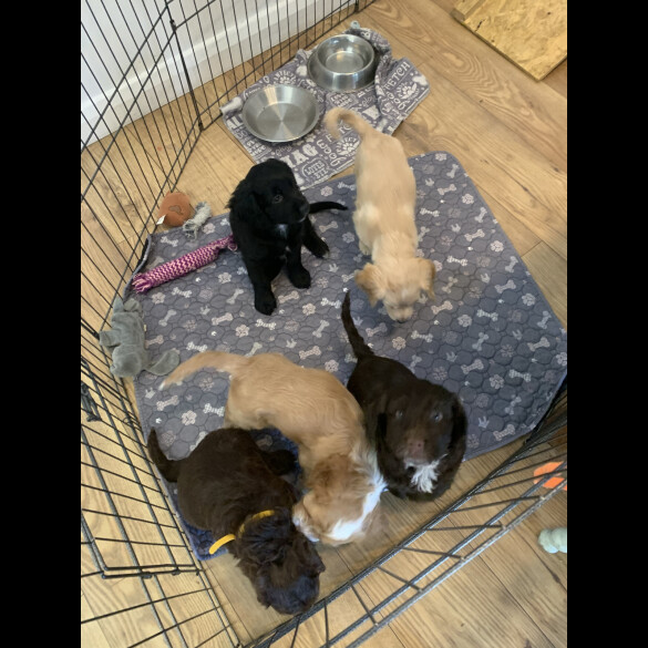 Cockapoo - Both