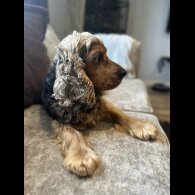 Cockapoo - Both