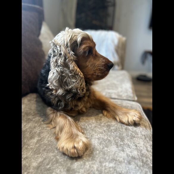 Cockapoo - Both