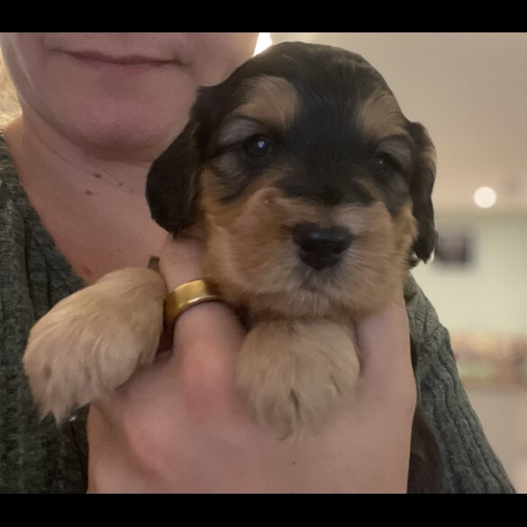 Cockapoo - Both