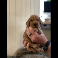 Cockapoo - Both