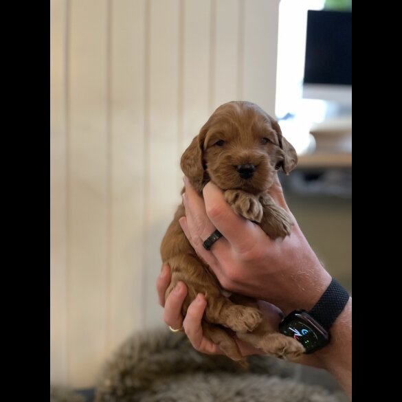 Cockapoo - Both