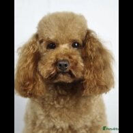 Cockapoo - Both