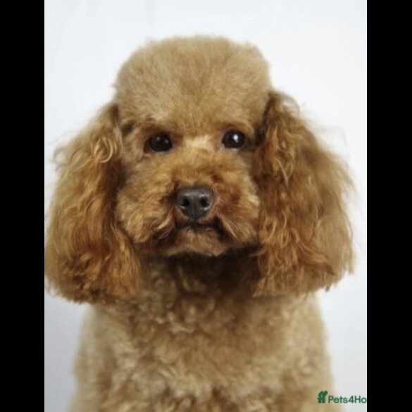 Cockapoo - Both
