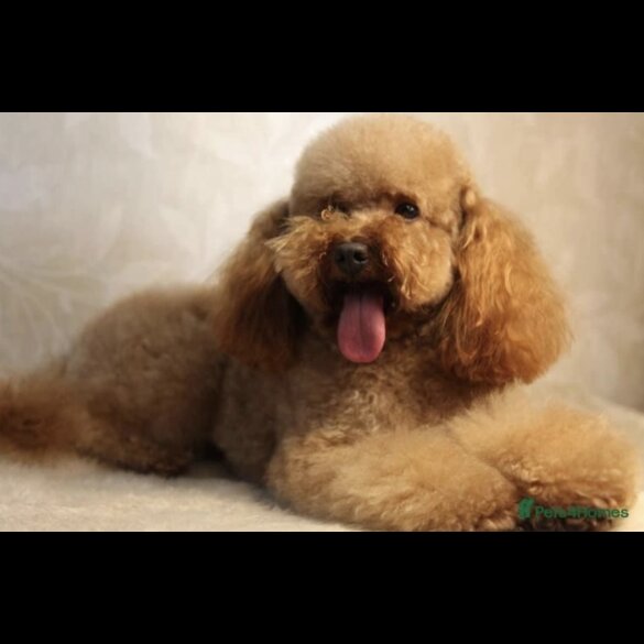 Cockapoo - Both