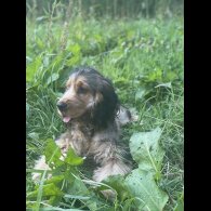 Cockapoo - Both