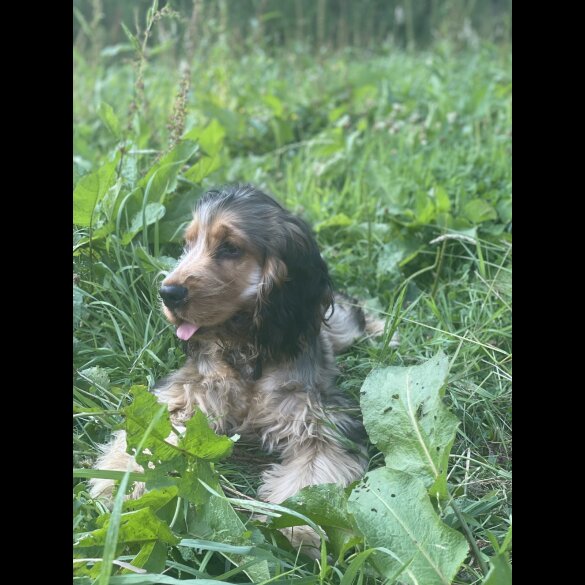 Cockapoo - Both