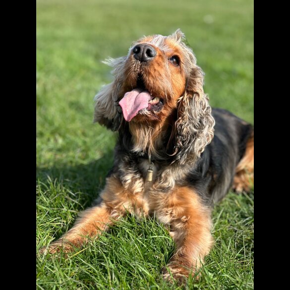 Cockapoo - Both