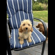 Cockapoo - Both
