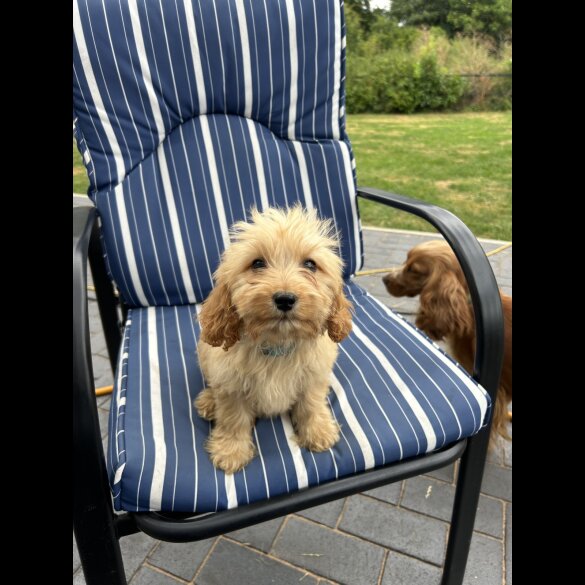 Cockapoo - Both
