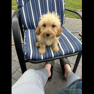 Cockapoo - Both