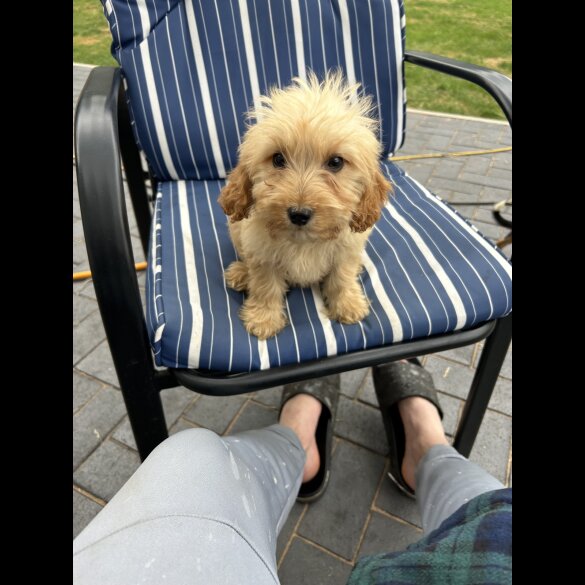 Cockapoo - Both
