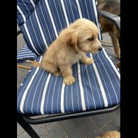 Cockapoo - Both