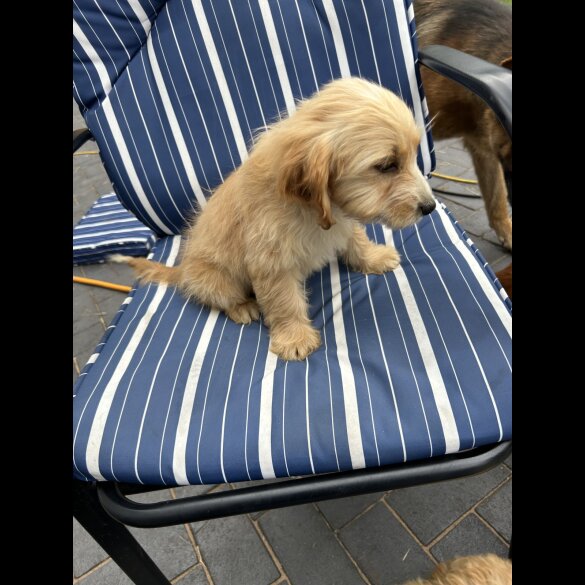 Cockapoo - Both