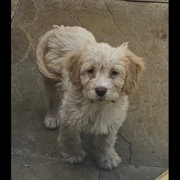 Cockapoo - Dogs