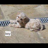Cockapoo - Dogs