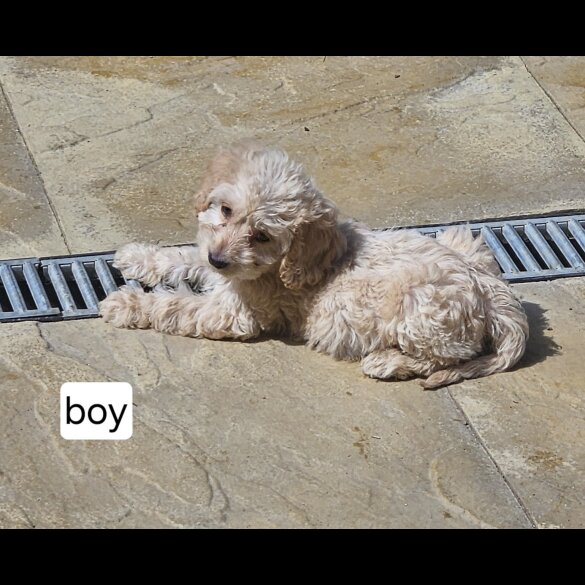 Cockapoo - Dogs