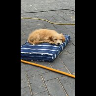 Cockapoo - Both