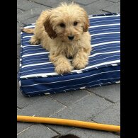 Cockapoo - Both