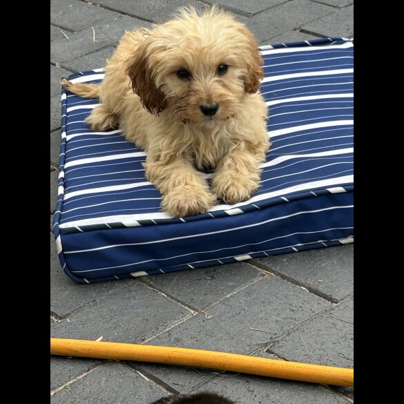 Cockapoo - Both