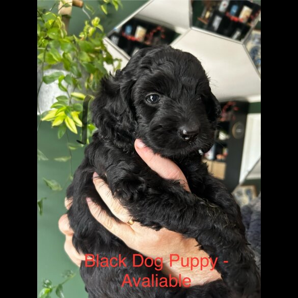 Cockapoo - Dogs