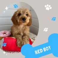 Cockapoo - Both