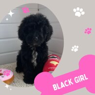 Cockapoo - Both