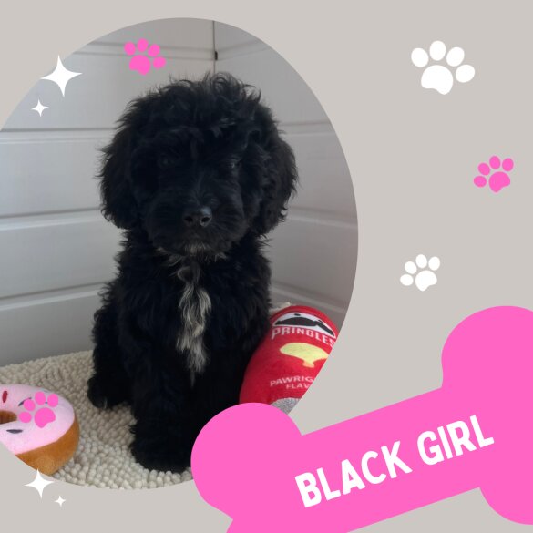 Cockapoo - Both