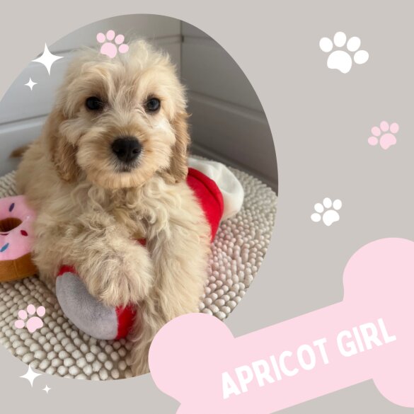 Cockapoo - Both