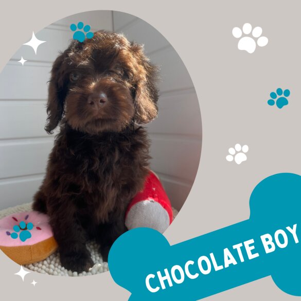Cockapoo - Both
