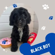Cockapoo - Both
