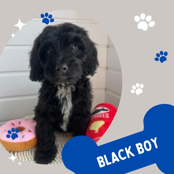 Cockapoo - Both