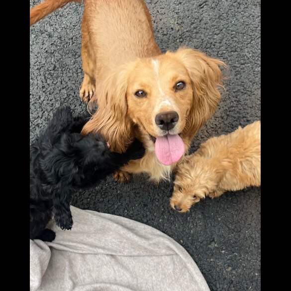 Cockapoo - Both