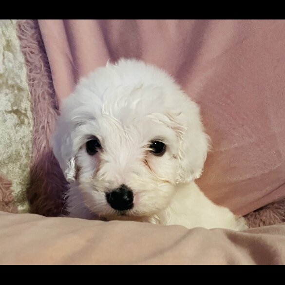 Cockapoo - Both
