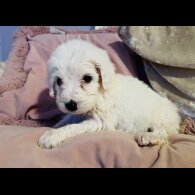 Cockapoo - Both